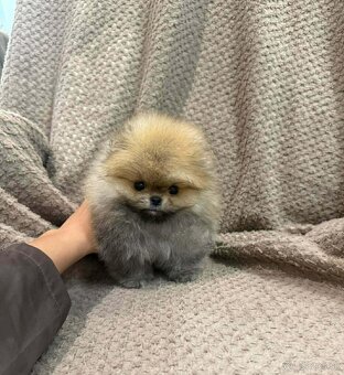 Pomeranian Mini - 2