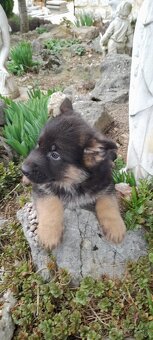 Nemecký ovčiak šteňatá - 2