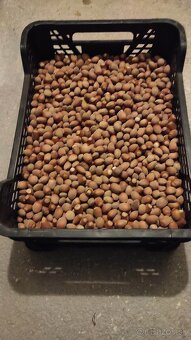 Lieskové orechy - 2