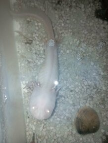 Axolotl - 2