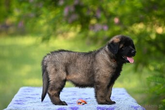 Leonberger s rodokmeňom - 2