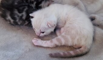 Bengalske mačiatka, bengalska mačka s Rodokmeňom - 2