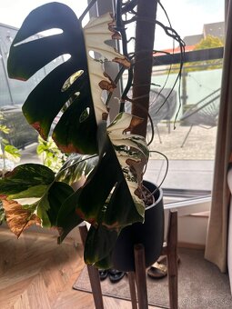 Monstera albo - 2