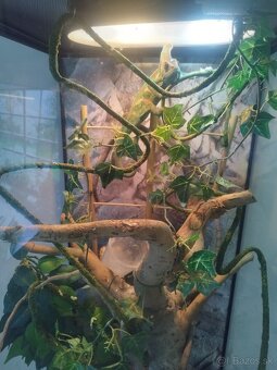 Chameleon Jemenský - 2