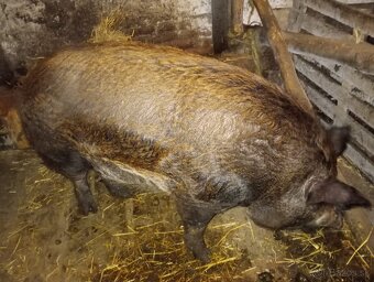 Predám prasa - 2