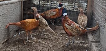 Bažant poľovný - 2