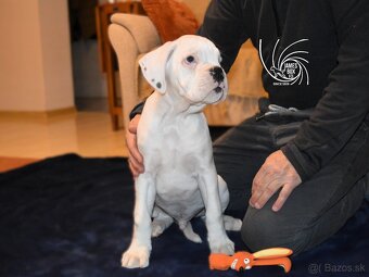 Nemecký boxer- šteniatko s PP - 2