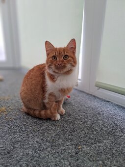 Darujem malého kocúrika - 2