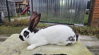 Nemecky obrovity strakac hav. samica - 2