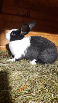 Šarišský obrovitý - 2