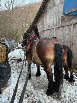 Predám tažnu kobylu - 2