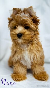 Golddust Yorkshire Terrier - 2