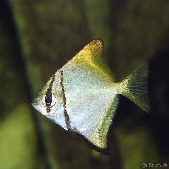 Wolf fish (Hoplias malabaricus)+mix - 2