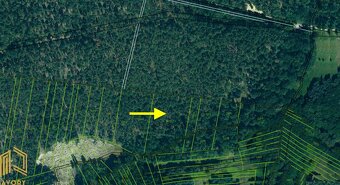 LESNÉ POZEMKY 15.563m2, BORSKÝ MIKULÁŠ, okr. SENICA - 2