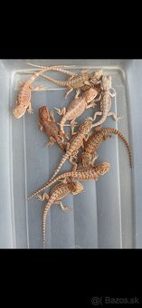 Agama bradata - 2