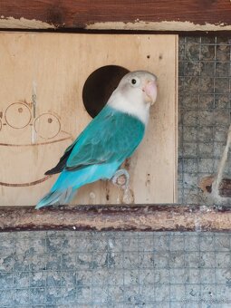 Agapornis fisher - 2