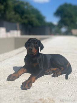 Doberman - šteniatka - 2