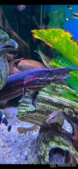Myleus schomburgkii “Blackberry“ - 2