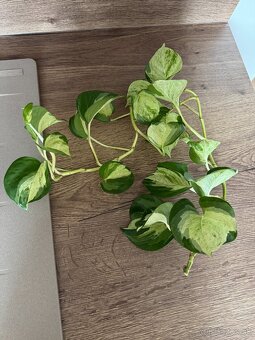 Pothos / Divý Jano - 2