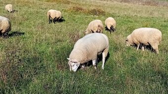 Baran Texel - 2