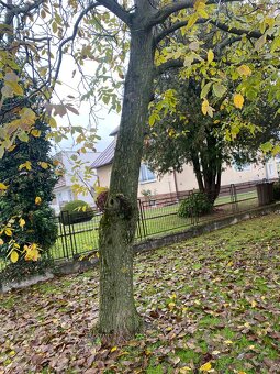 Orechové drevo  Čerešňove drevo - 2