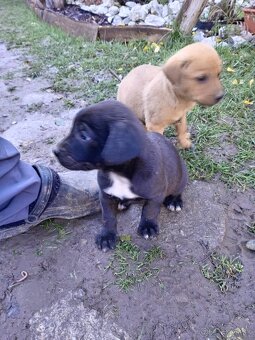 Darujeme rozkošné šteniatka - 2