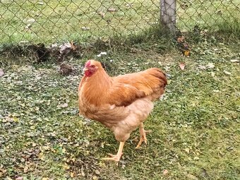 Predám Kohúty Oravka Hnedá a Vlaška Jarabičia - 2