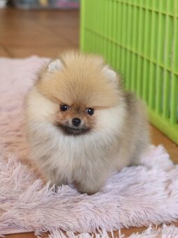 Pomeranian - 2