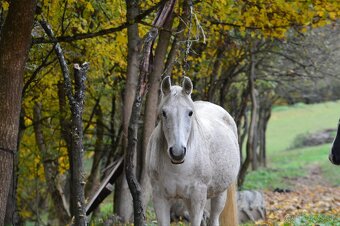 Kobyla originál arab - 2
