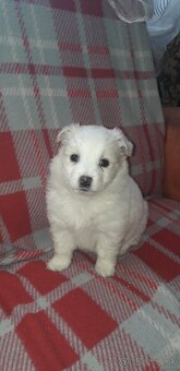 Mám na predaj Fenku  japonského  špica - 2