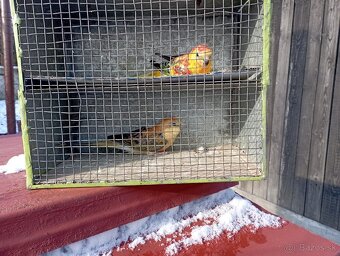 Predám vtákov. - 2