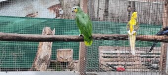 Amazonan Venezuelský - 2