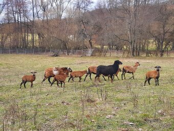 Predám kamerunské ovce - 2