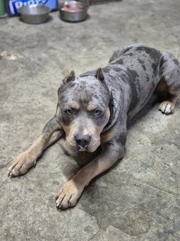 American Bully s PP,ABKC - 2