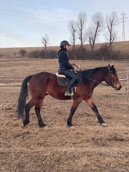 Mladý valach kríženec norika - 2