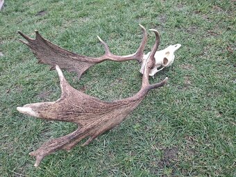 Daniel,trofej,parohy,zhody,trofeje - 2