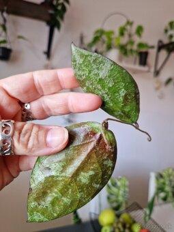 Hoya caudata silver - 2