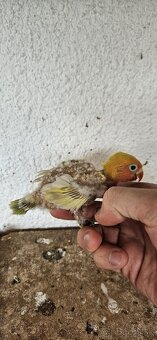 Agapornis fischeri - 2