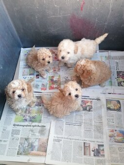 Bichpoo - 2