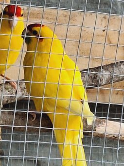 Kakariky - 2