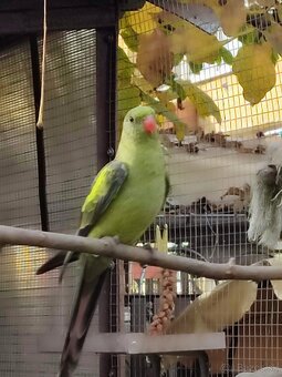 Papagáj horský - 2