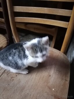 Darujem mačiatka - 2