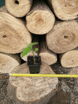 Rýchlorastúci strom-Paulownia clon in vitro 112 - 2