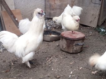 kohut Hodvábničky - 2