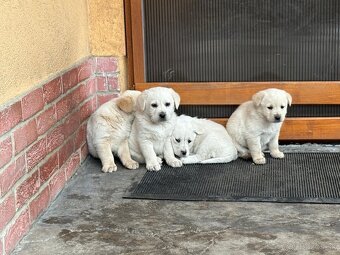 Labrador šteniatka na predaj - 2