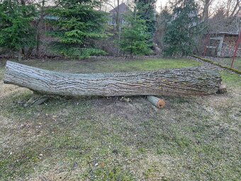 Predaj orechové kmeňa - 2