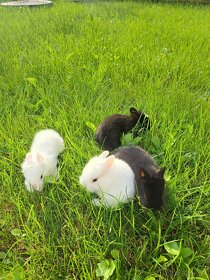 predám zakrslých králikov - 2