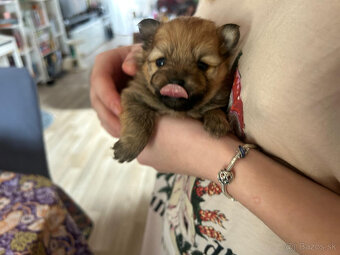 Pomeranian - Nemecky trpasličí špic - šteniatka - 2