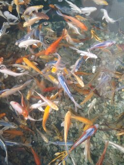 Koi kapre Akcia - 2
