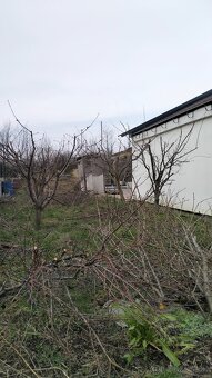 Strihanie ovocných a okrasných drevín - 2